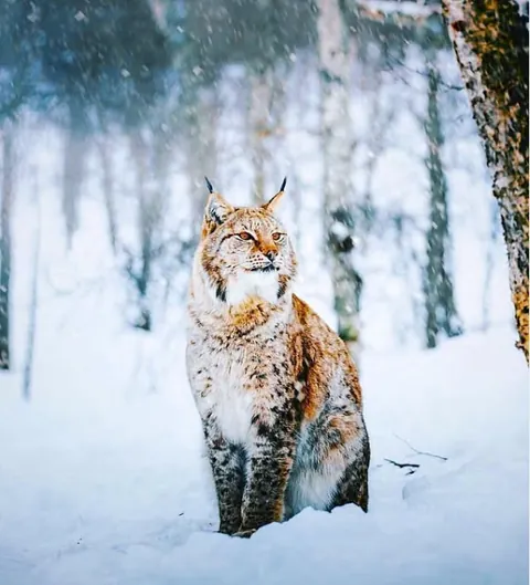 Eurasian Lynx In Snowy Forest