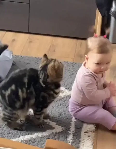 This cat's reaction to seeing the baby's tiny pigtails for the first time
