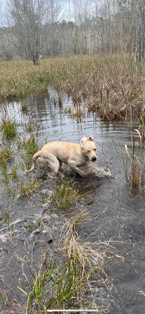 Some pics of my pup throughout her life so far