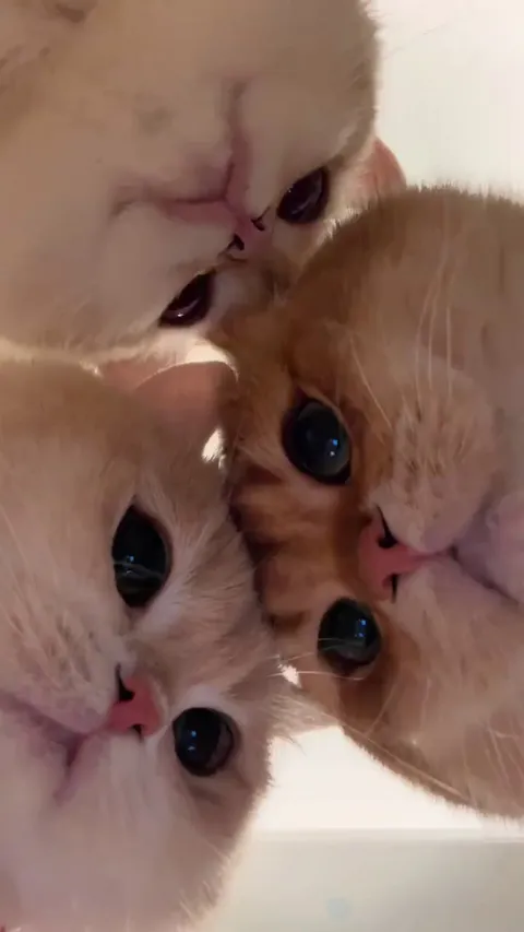 Saw this adorable video and they are so cute not to share