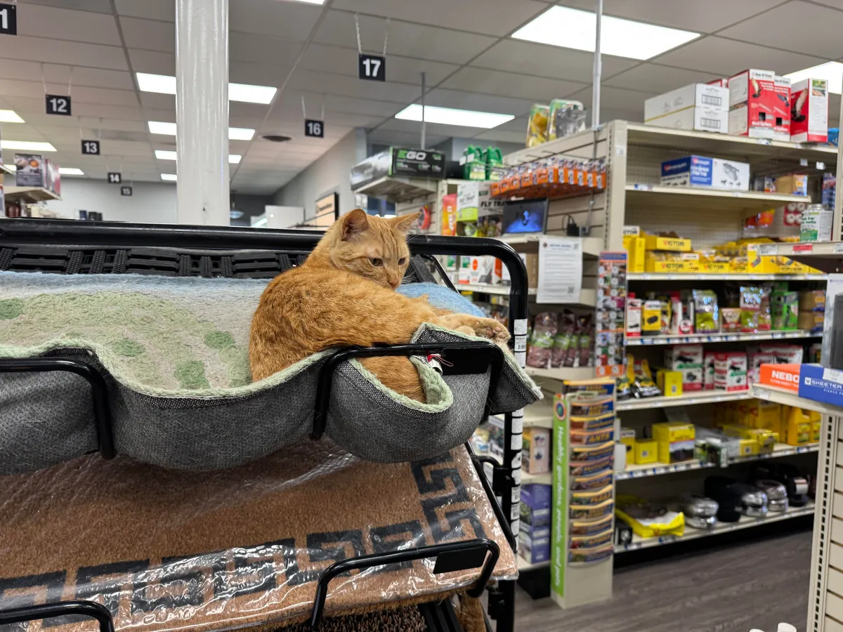 I met this cat that lives inside of Ace Hardware