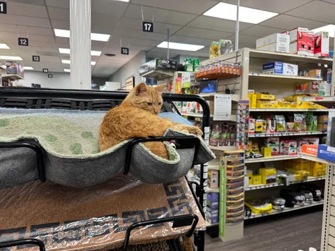 I met this cat that lives inside of Ace Hardware