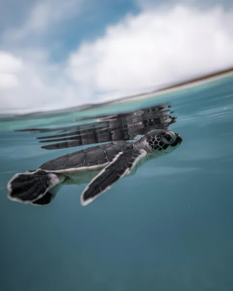ITAP of a baby green sea turtle