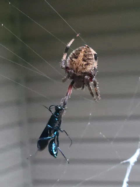 Biting a spider while caught in it's web, fighting till the end