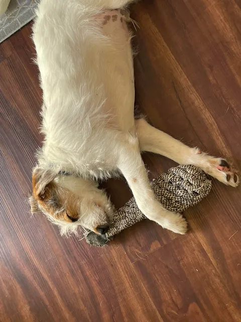 The vet said today, “that’s a good looking dog” :)