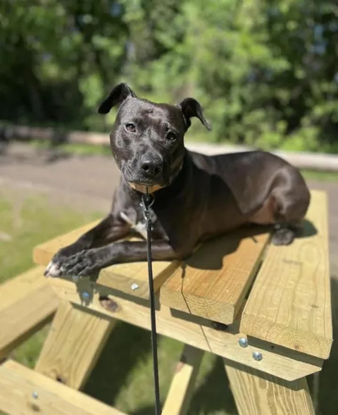 How am I supposed to wait over 24 hours to pick up Waffles ?!🥲🥲 She’s all I can think about already and I just woke up.