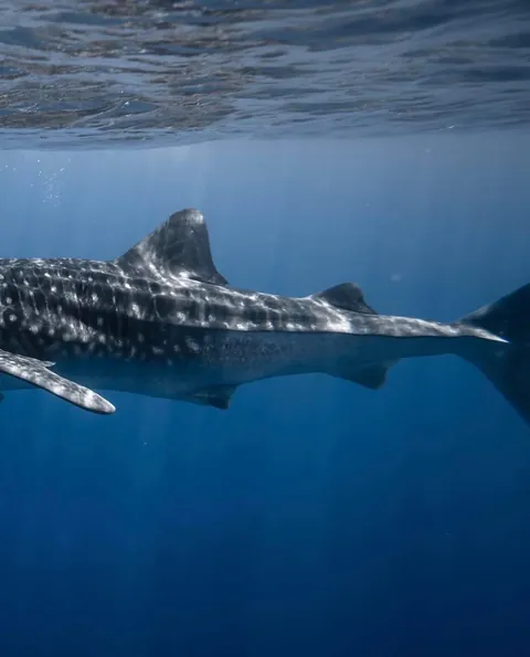 Photographer Rachel Moore captures stunning Photos of whales and sharks