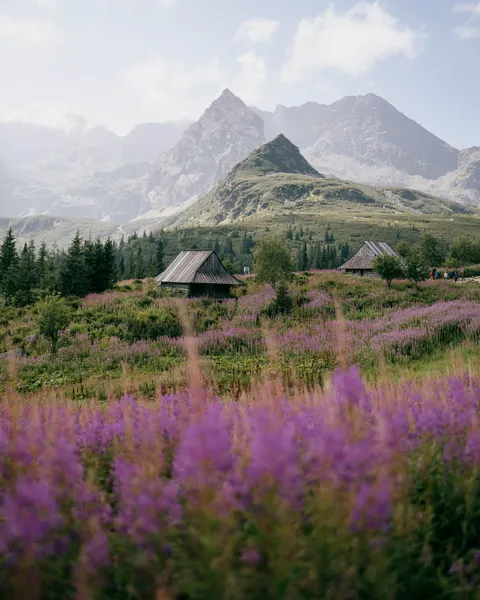 ITAP of a mountain over flower field