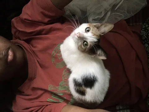 Cat mom life, she picked the spot and now I’m legally not allowed to move lol