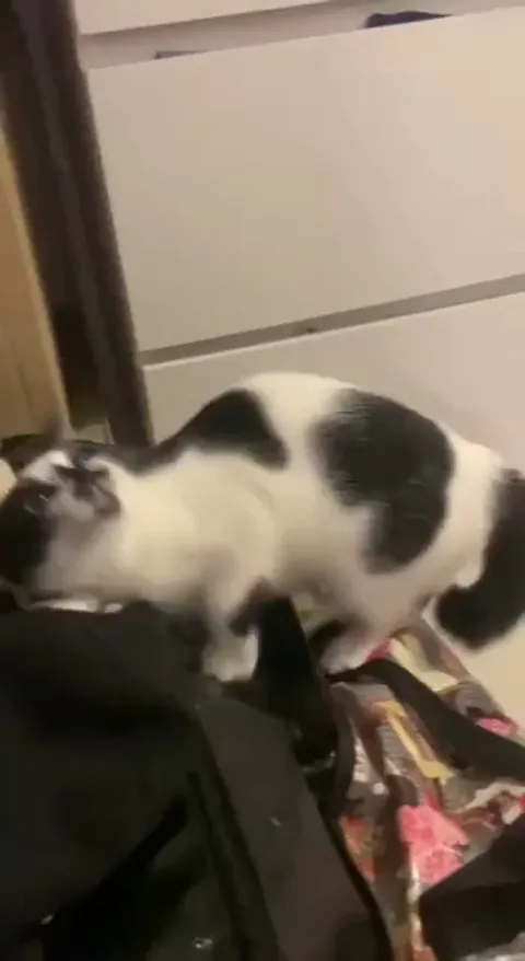 Cat steps on its own face while facing the hand of doom