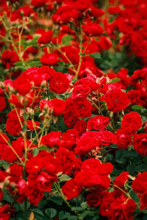 Rose Season in New England 🥀🌹