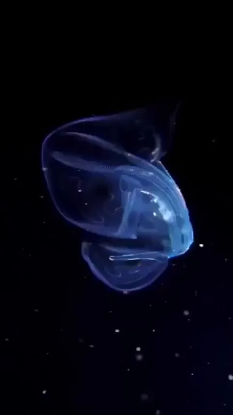 Comb jellies look like creatures from another plane