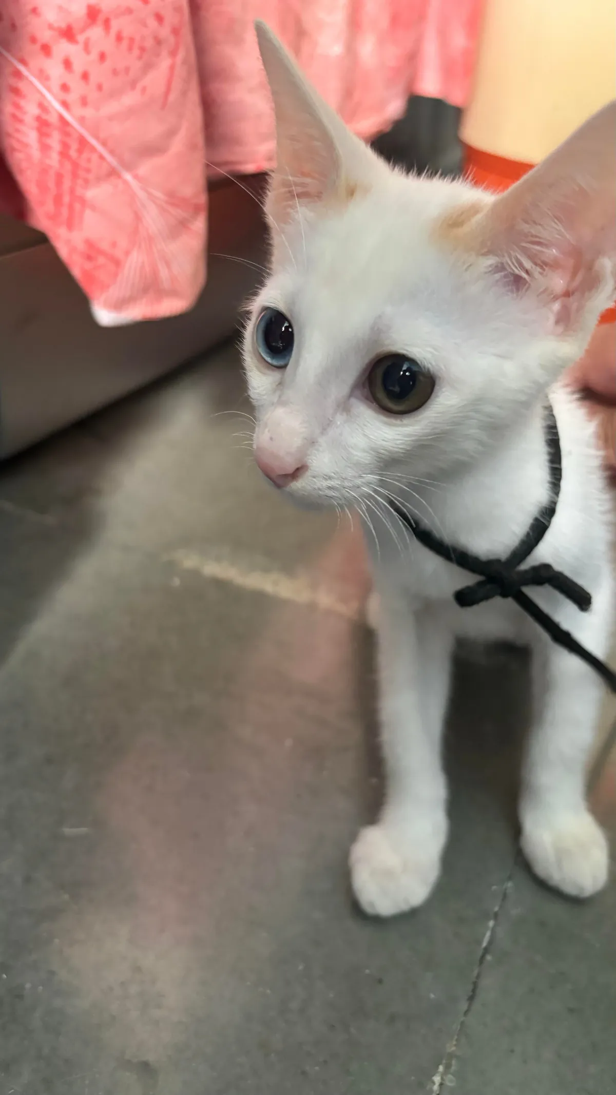 Look at my neighbour’s cutie with heterochromia iridum! They call her ‘Cat’