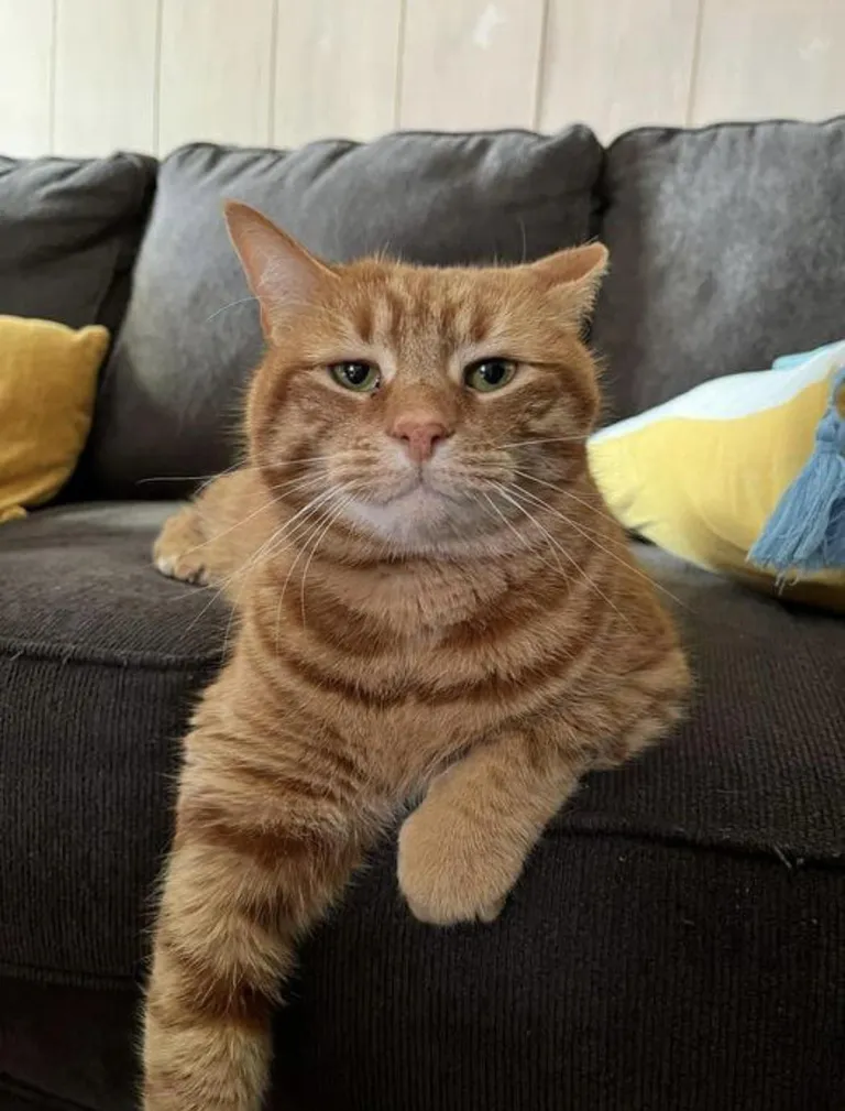 This is Mango, my friend's cat.