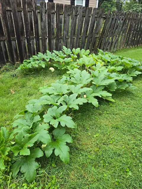 A squirell pooped pumpkin seeds on the side of my yard last fall, and I got a surprise pumpkin patch this year. Didn't even water them until late august when the rain stopped. Best zero effort pumpkin-surprise ever.