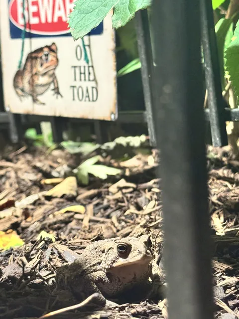 (OC) This is Franklin. He’s been living in my garden for 2 years now. Just got the sign today