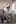 Epitaso (20 images)