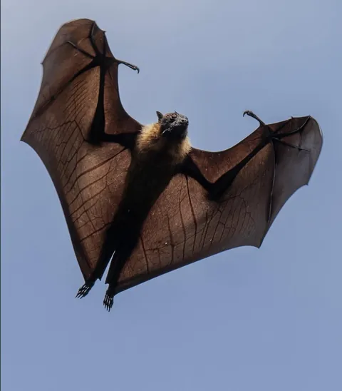 🔥 The Flying Fox 🔥