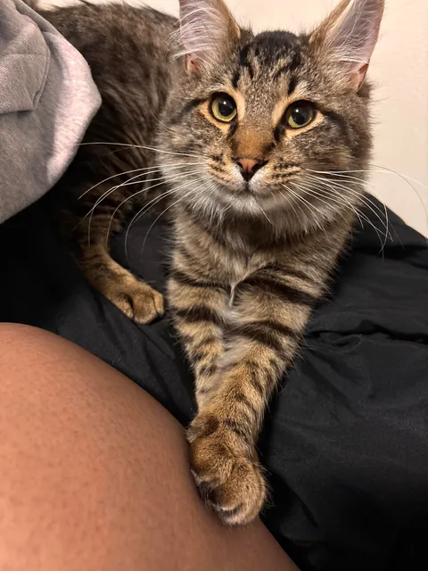 My handsome boy, Merlot 🥰✨