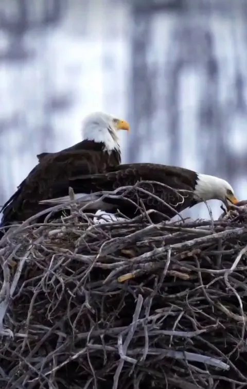 🔥Bald eagles fortify their nest - these massive nests are usually 4 to 6 feet wide and 3 to 6 feet deep, making them some of the largest nests built by any bird.