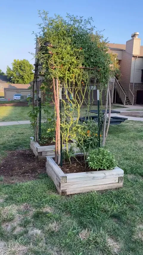 I highly recommend making a tomato arch next season!!!