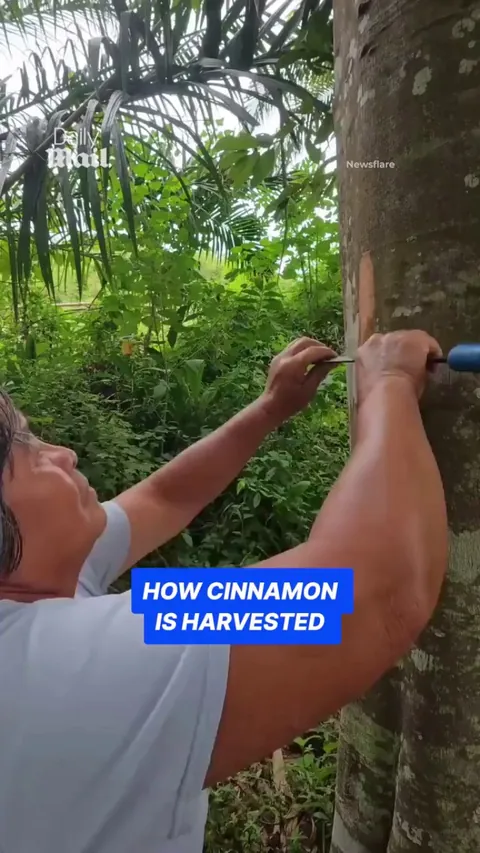 This is how cinnamon is harvested