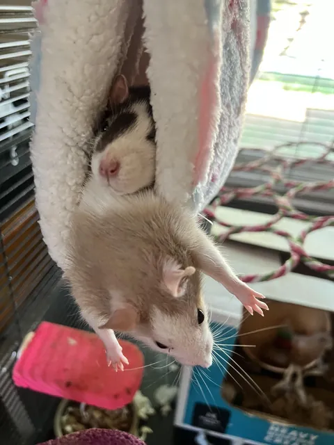 Please tell me how this is comfy?