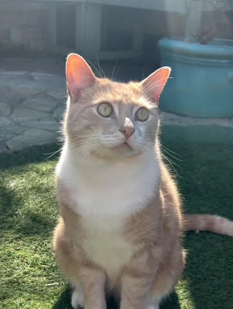 can everyone show me who my Eddie boy is in heaven with ?