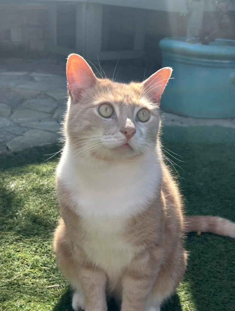 can everyone show me who my Eddie boy is in heaven with ?