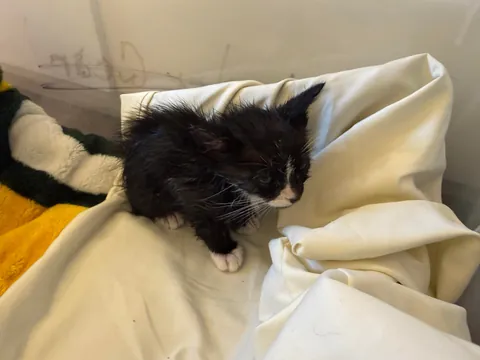 I’m a new biker and found a kitten in the road