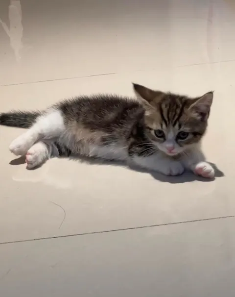 Which do you reckon looks cuter-side face or front face?