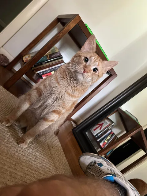 I’ve lost my best friend Link