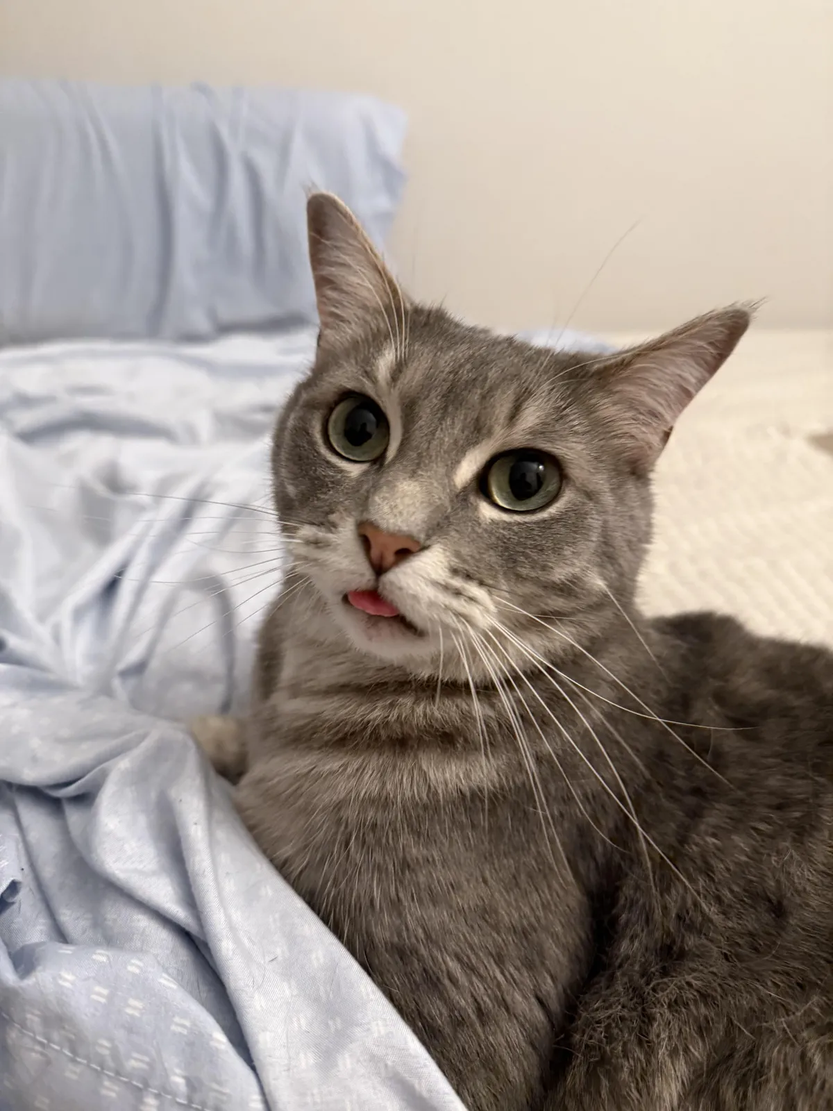 Need advice. My cat will stare into the void like this for hours. I’ve tried turning it off and on again. Do I need to put him in rice?