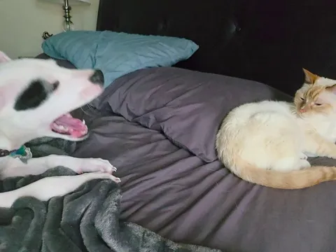 My new puppy wants to cuddle with my cat so bad