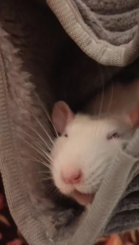 Is my rat happy? Is he hurt?