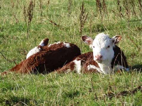 Doug and Dean are best friends, and so are their moms! They’re never far from each other.