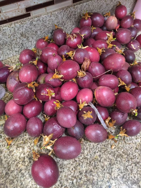 One week of passionfruit. 98 fruits.