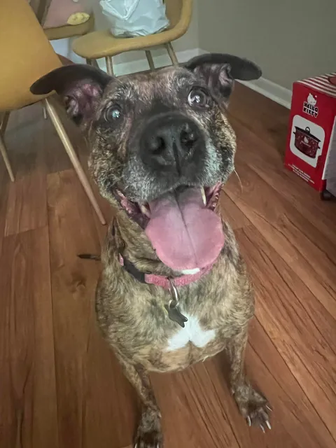 My boyfriend hand sewed a squishmallow of my dog for my birthday present