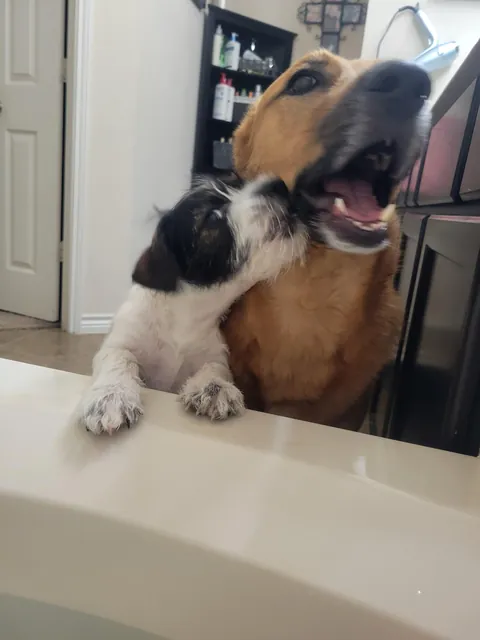 Anyone else's dogs always come visit at bath time? 😂