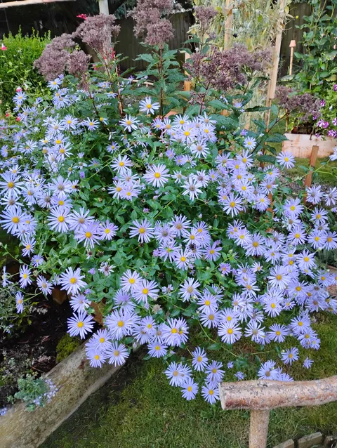 Our aster plant this year