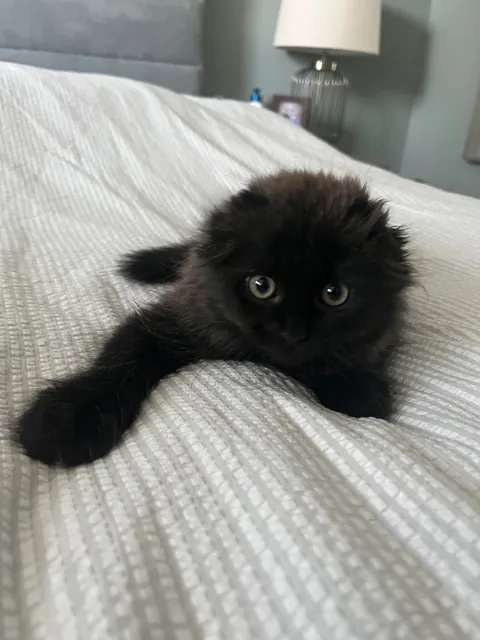 Does my kitty qualify as a black cat?