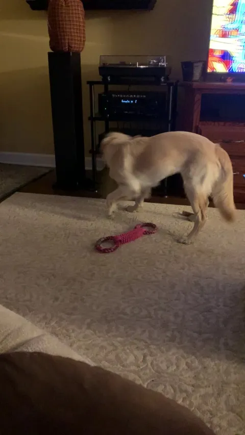 She got neutered a couple of days ago and is getting her revenge on the evil cone