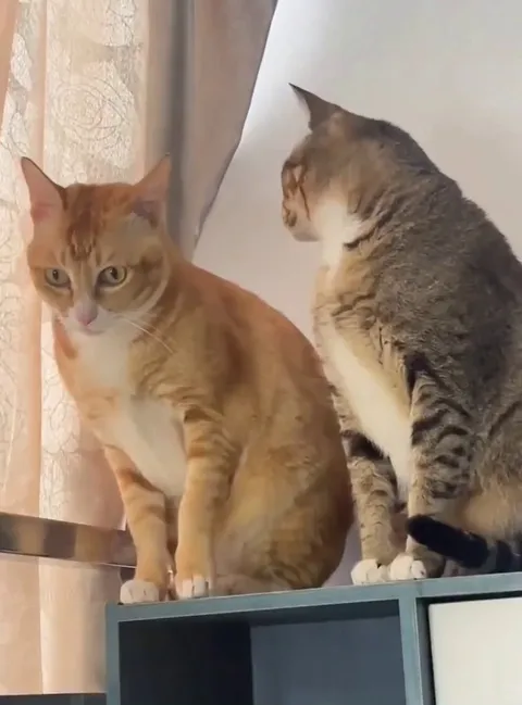 Cat’s got the purrrfect gossip and the drama unfolds....