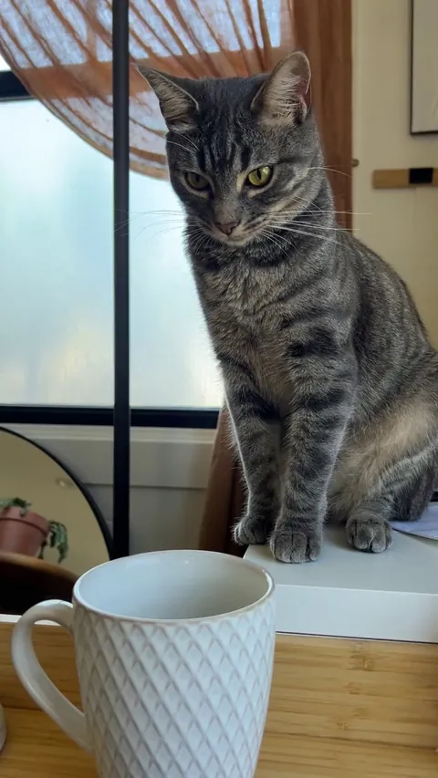 she knows she isnt allowed to try the tea but she thought starting with fakeouts might fool me