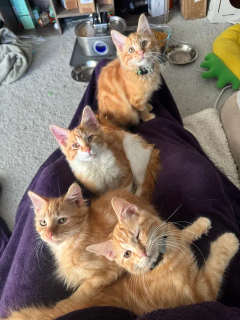 A whole litter of cell-less orangies