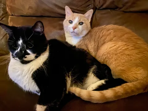 Sent my baby to be with his brother last night. 17 years wasn't enough.