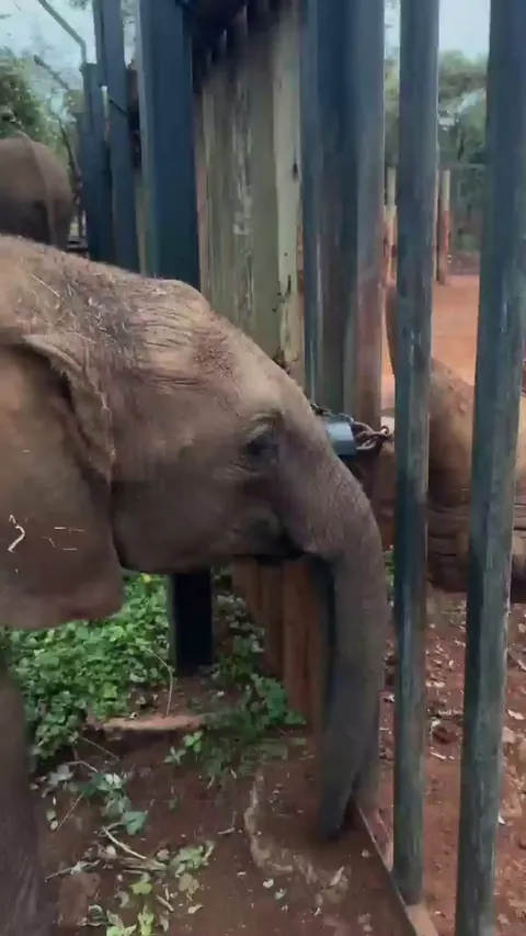 Max, a black rhino at Sheldrick Trust and blind since birth, has formed a special bond with orphaned baby elephant Mzinga
