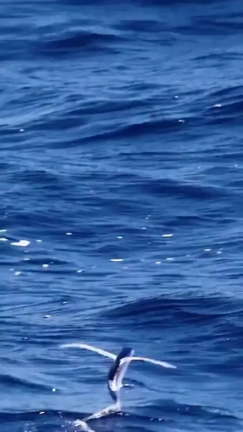 Flying fish/cod gliding above the surface of the water.