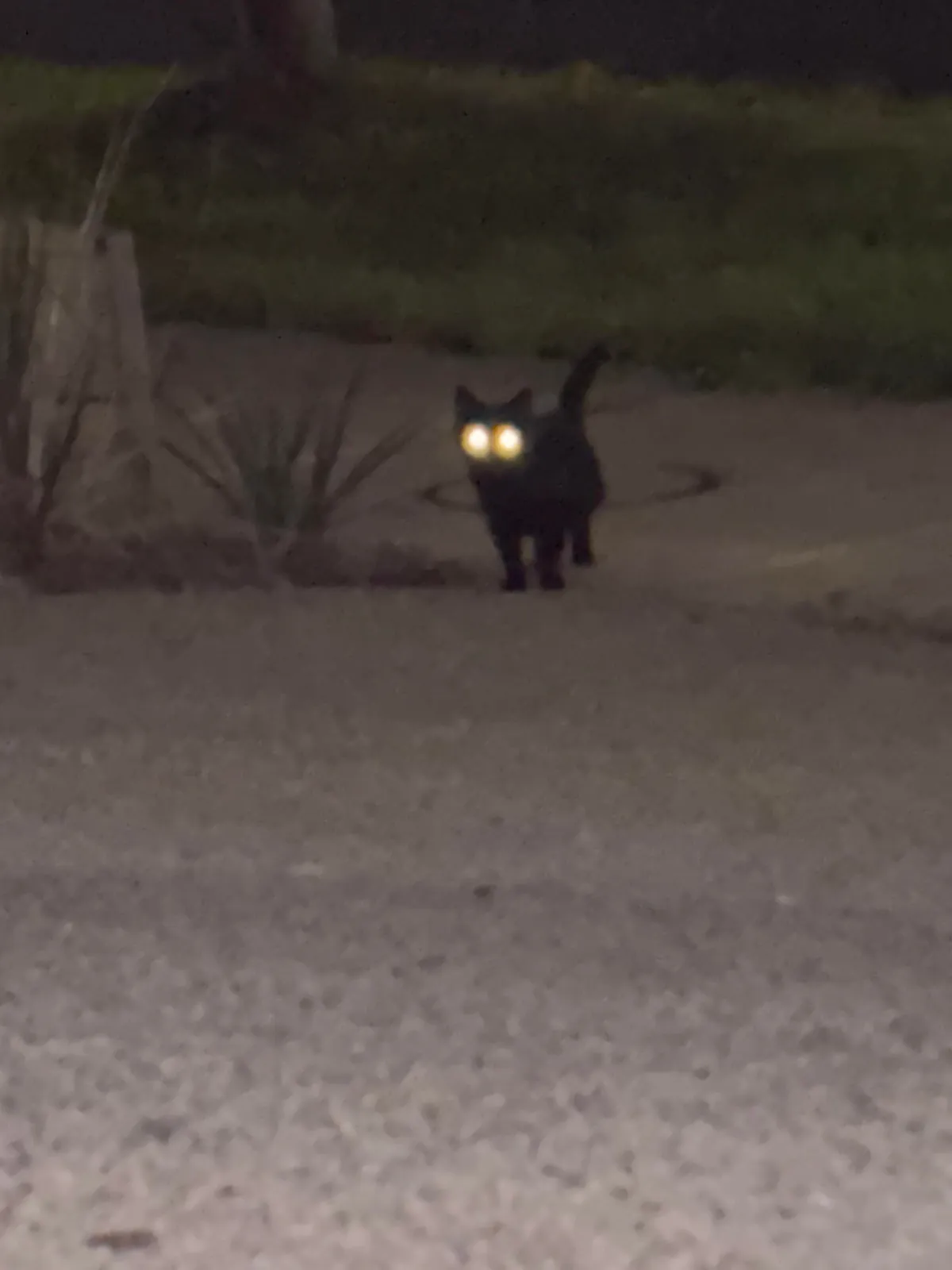 Cat distribution system