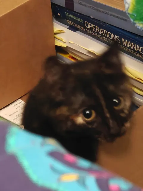 Luna's funny expressions (funniest one at the end) 😺